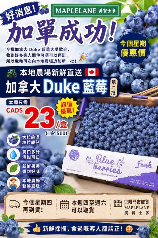 加拿大 Duke 藍莓（第二批）