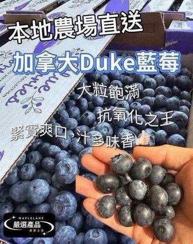 加拿大 Duke 藍莓（第二批） (3)