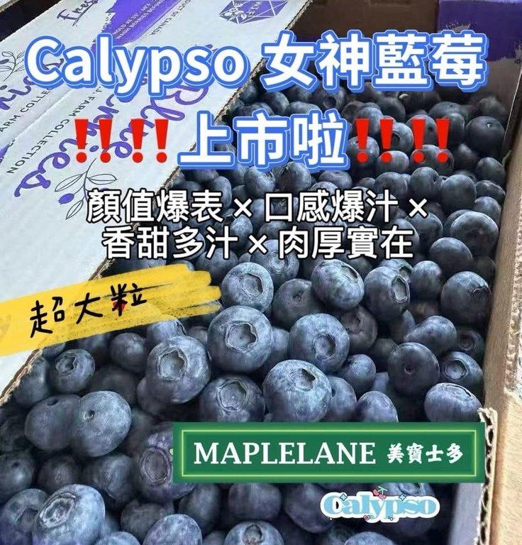 Calypso 女神藍莓 （7/30）