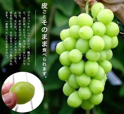 日本長野縣限定高級提子 (3)