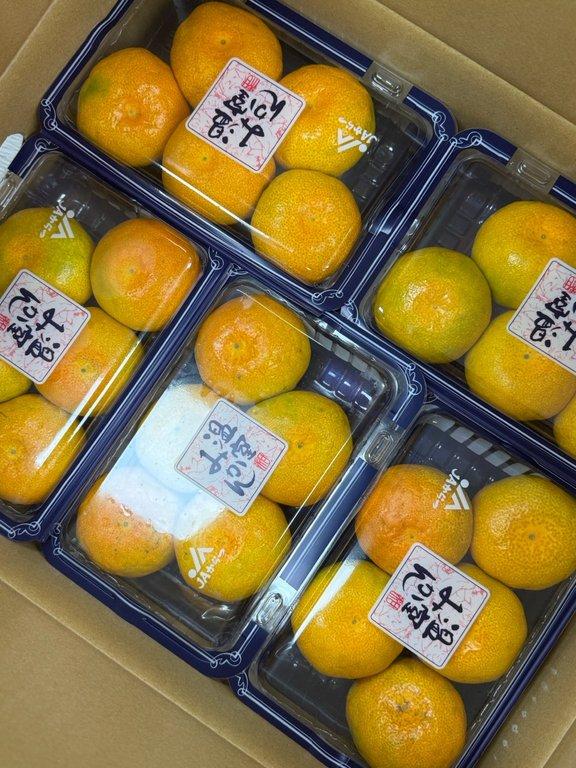日本佐賀蜜橘 (3)