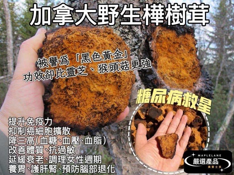 加拿大野生樺樹茸